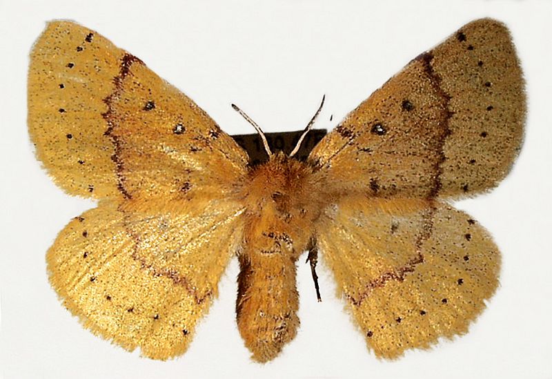 Anthela heliopa