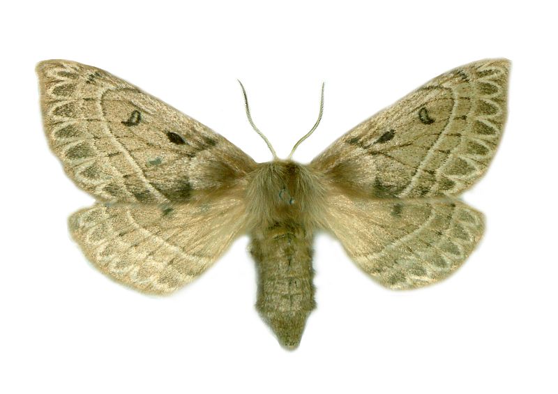 Anthela oressarcha