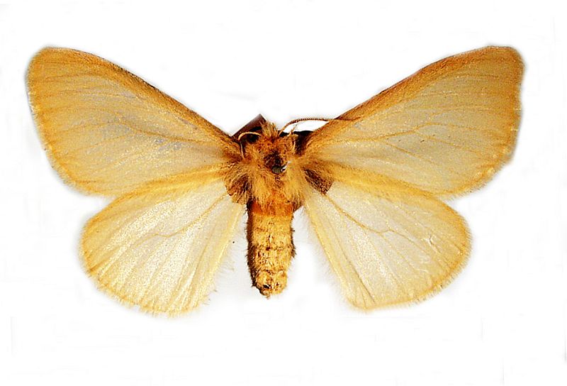 Anthela phoenicias