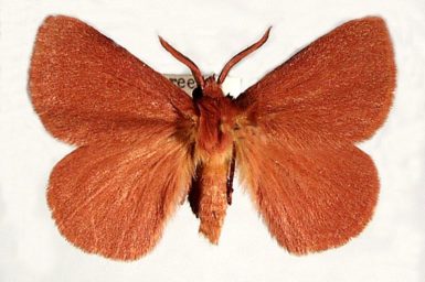 Anthela phoenicias