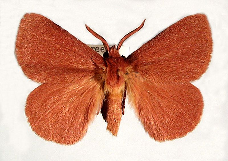 Anthela phoenicias