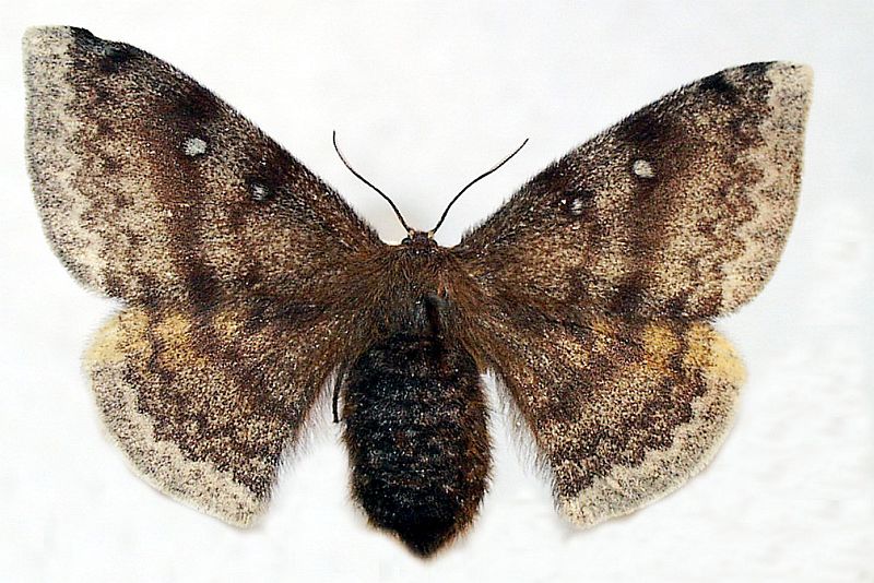 Anthela postica