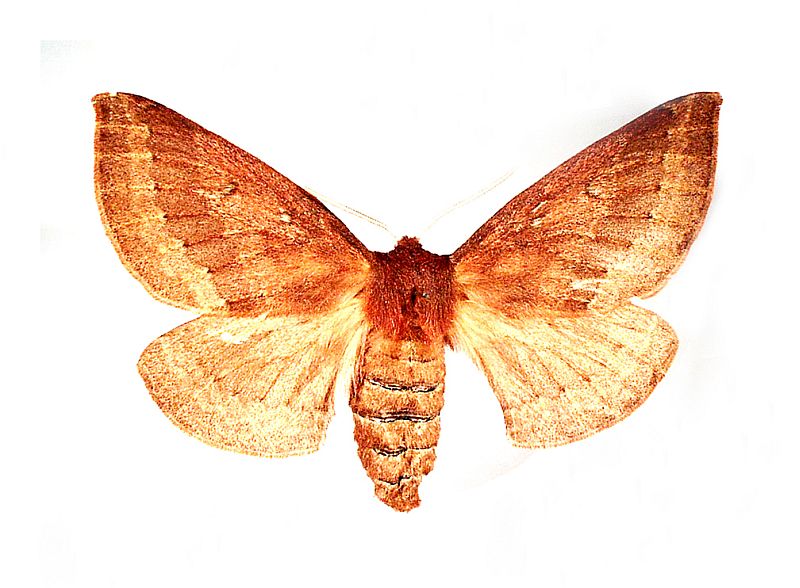 Anthela rubeola