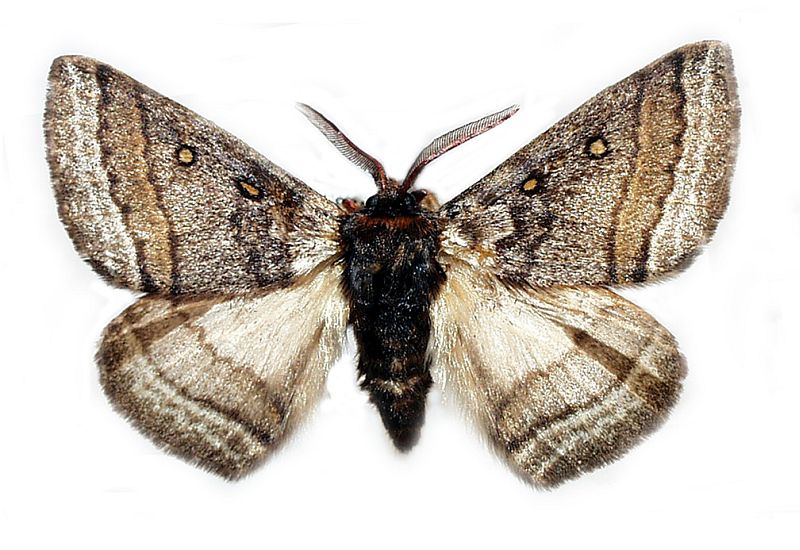 Anthela tetraphrica