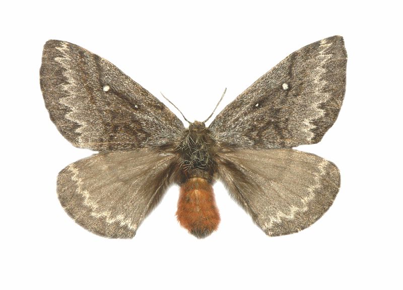 Anthela xantharcha