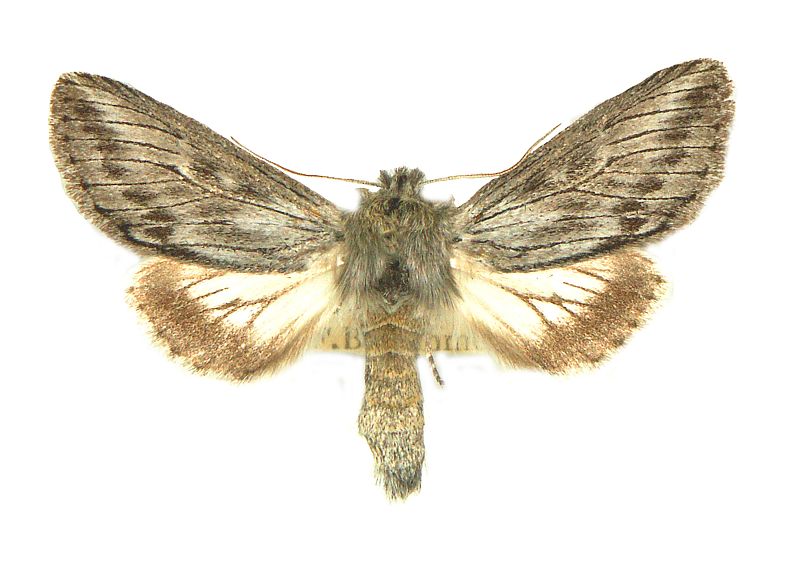 Antimima cryptica