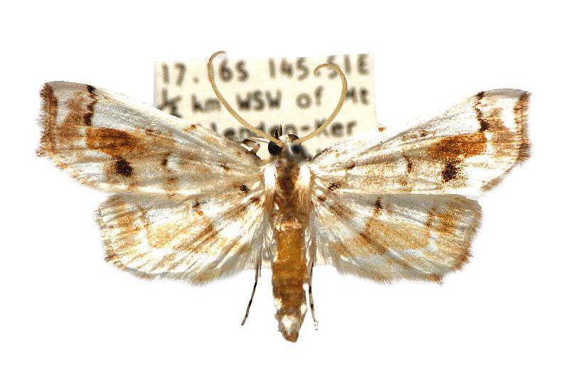 Apoblepta epicharis