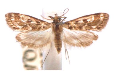 Araeomorpha diplopa