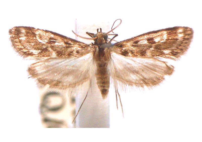 Araeomorpha diplopa