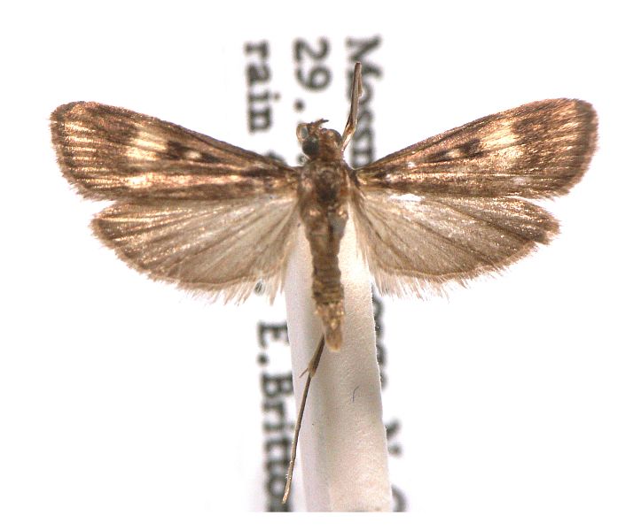 Araeomorpha limnophila