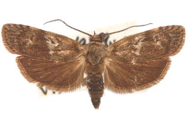 Araeostoma aenicta