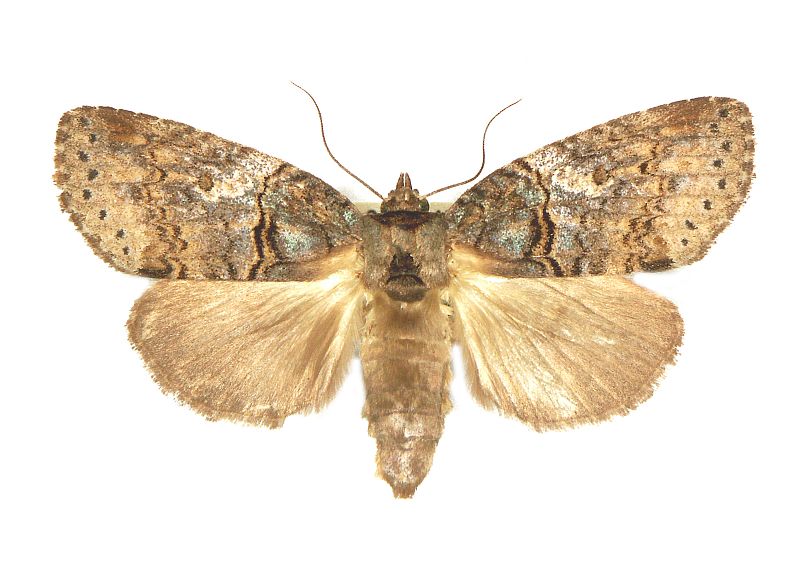 Archigargetta amydra