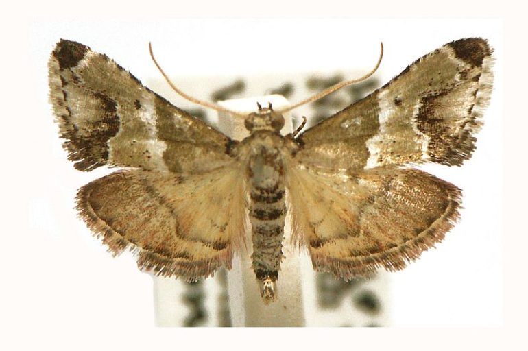 Arescoptera idiotypa – Australian Moths Online