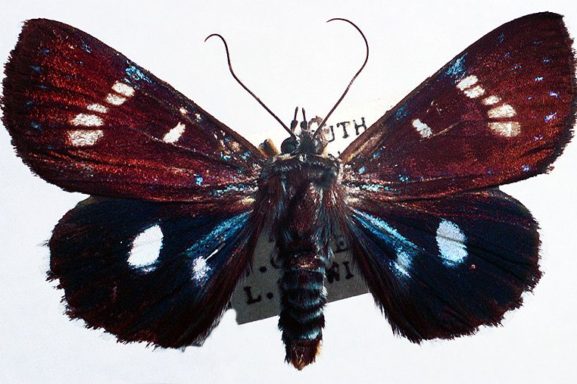 Argyrolepidia aequalis Australian Moths Online