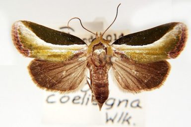 Ariola coelisigna