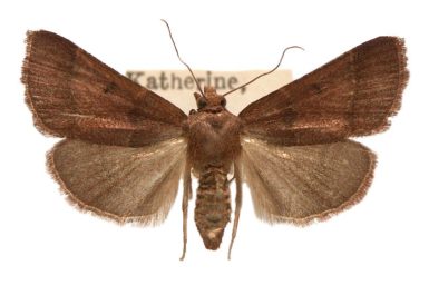 Arippara disticha