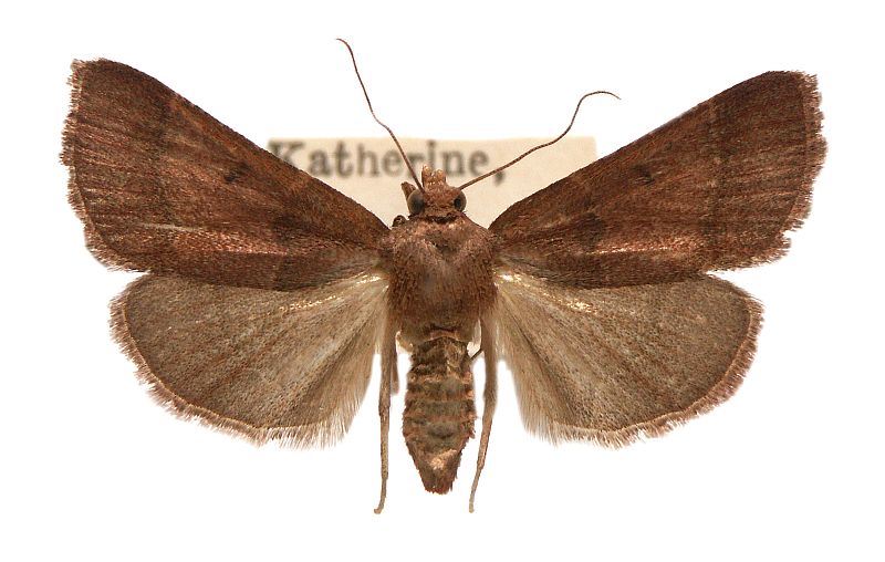 Arippara disticha