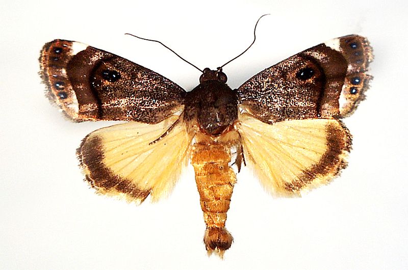 Armactica columbina