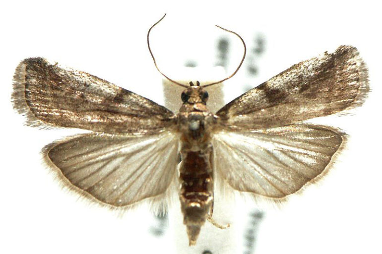 Phycitinae – Australian Moths Online