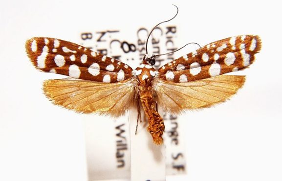 Atteva niphocosma Turner, 1903 – Australian Moths Online