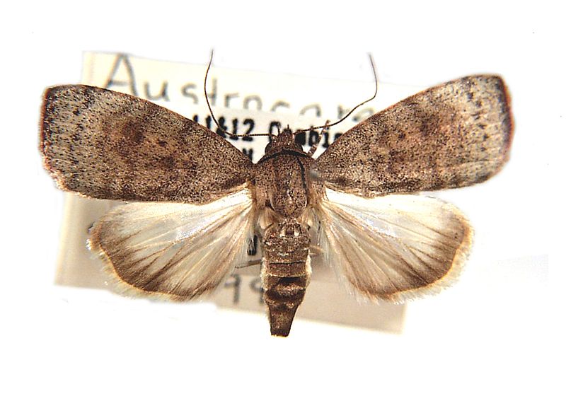 Austrocarea iocephala