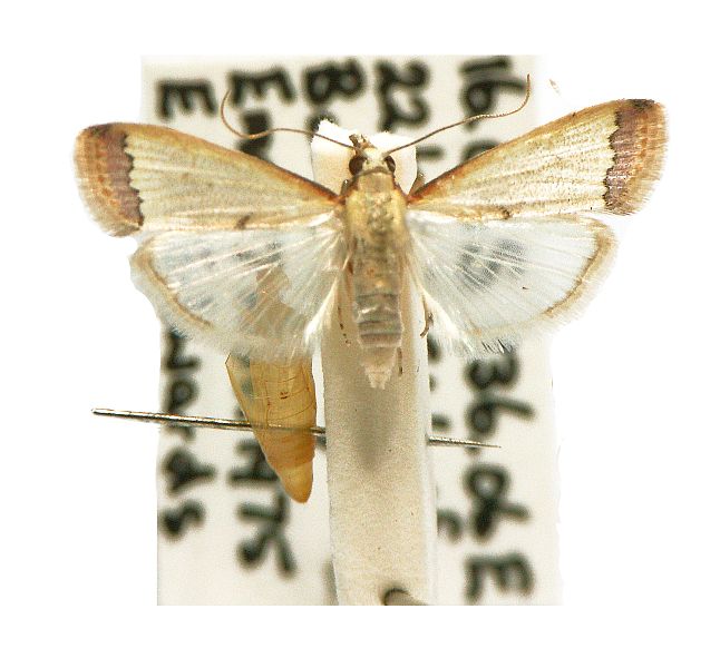 Autocharis mimetica