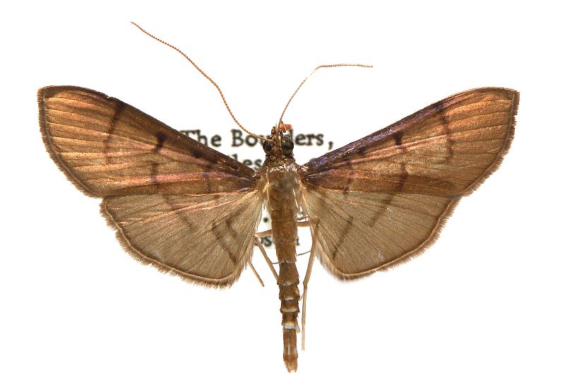 Bacotoma illatalis