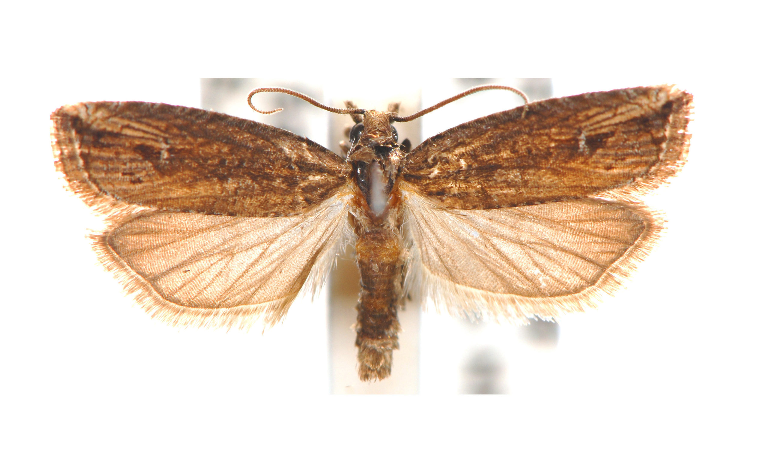 Bactra venosana