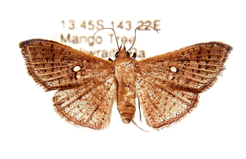 Banisia placida