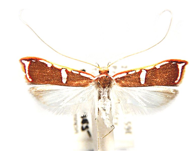 Barantola pulcherrima