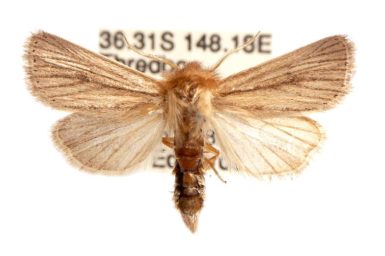 Bathytricha monticola