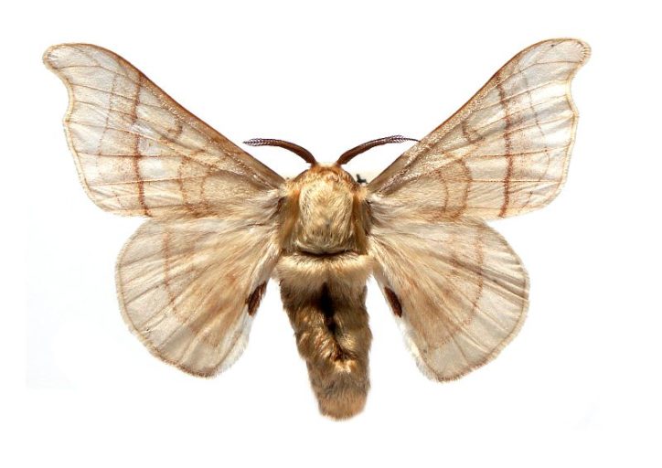 Bombyx mori (Linnaeus, 1758) – Australian Moths Online