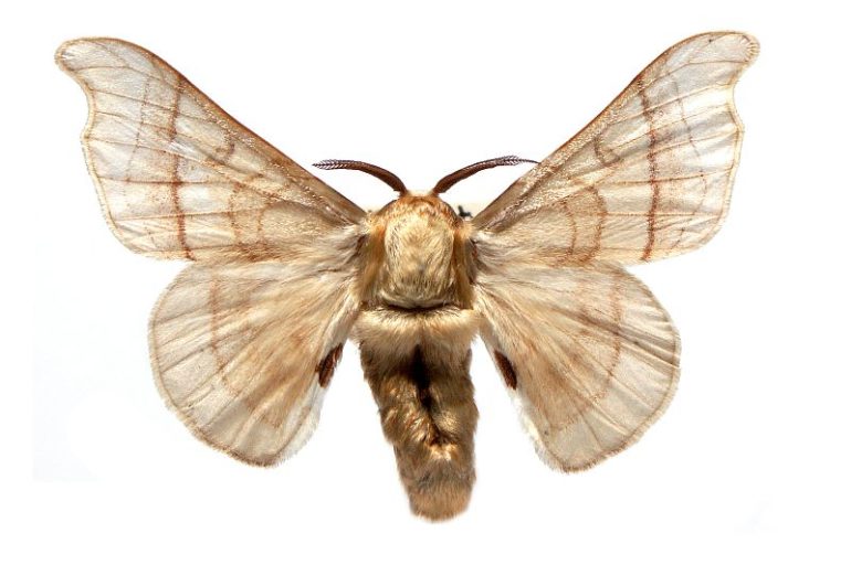 Bombyx mori – Australian Moths Online