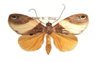 Cacyparis brevipennis