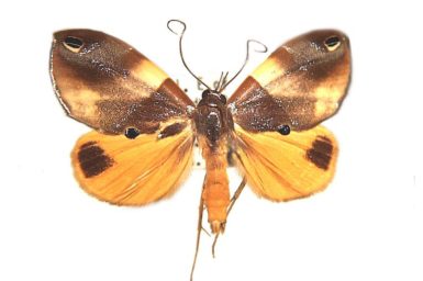 Cacyparis melanolitha