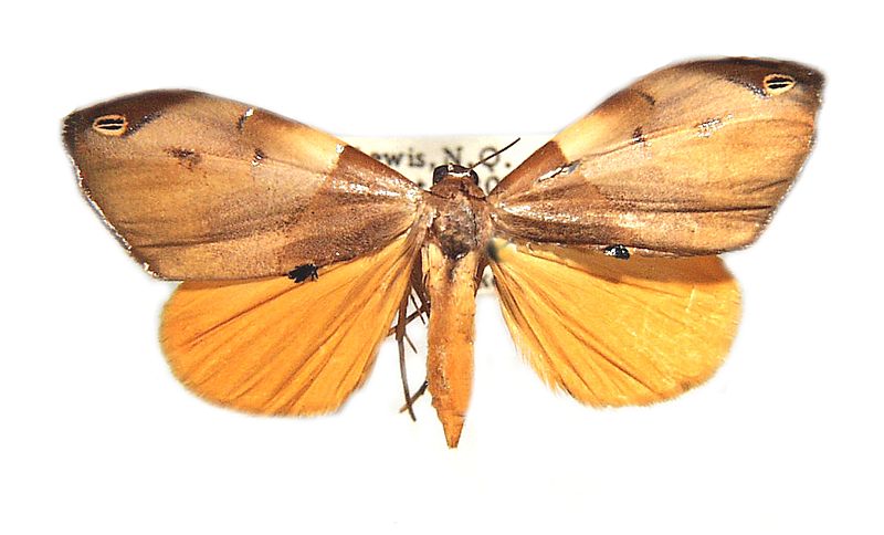 Cacyparis melanolitha