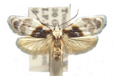 Callimima lophoptera