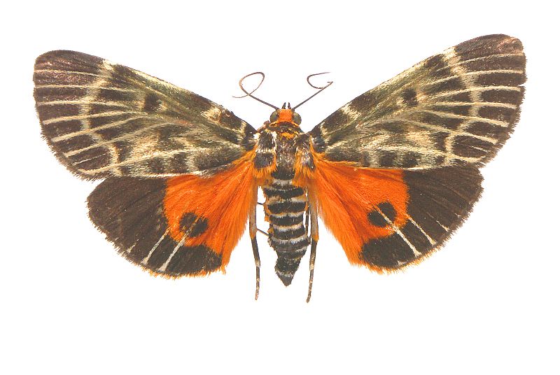 Cardamyla carinentalis
