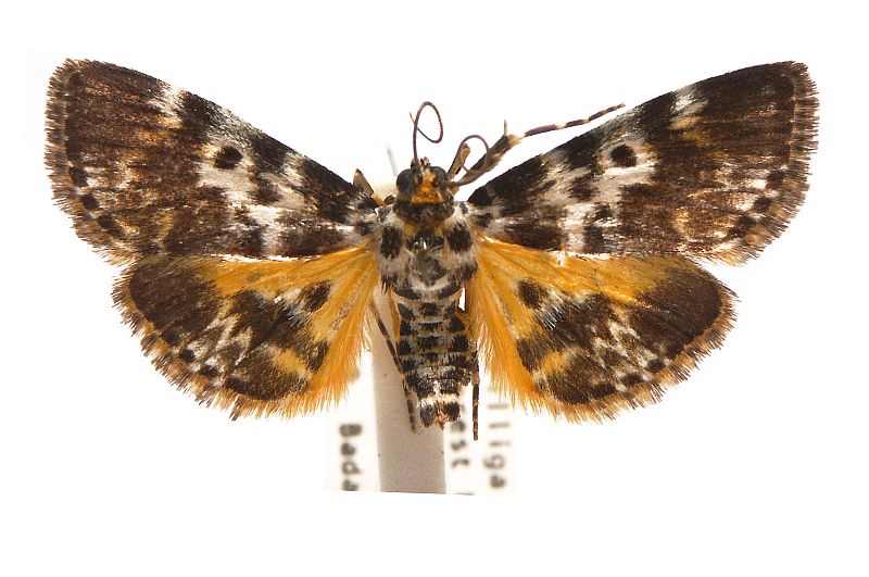 Cardamyla eurycroca Turner, 1937 – Australian Moths Online