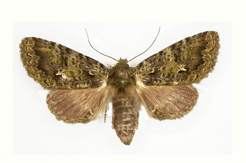 Cascera muscosa