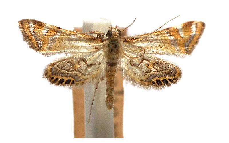 Cataclysta lampetialis