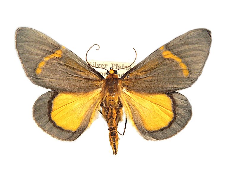 Celerena griseofusa