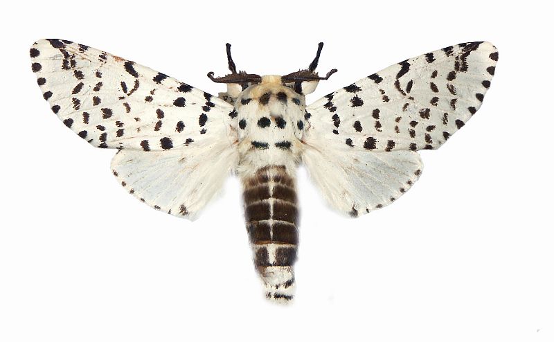 Cerura multipunctata