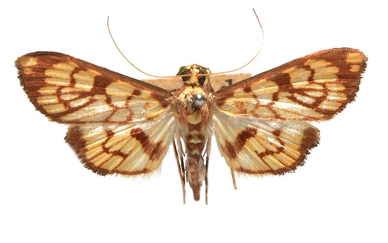 Chalcidoptera emissalis