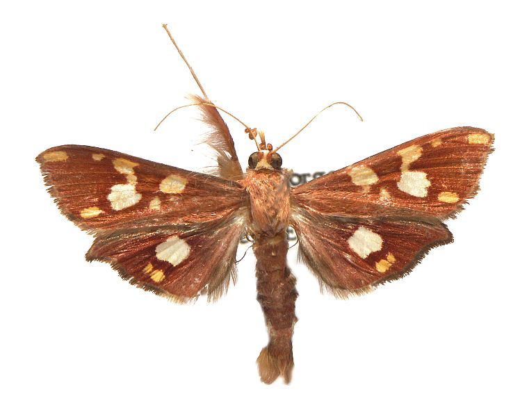 Chalcidoptera emissalis