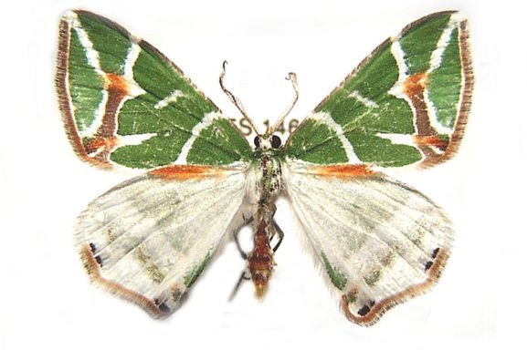 Chlorodes boisduvalaria – Australian Moths Online