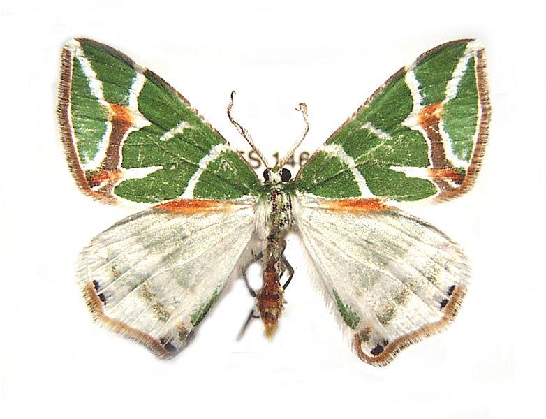 Chlorodes boisduvalaria