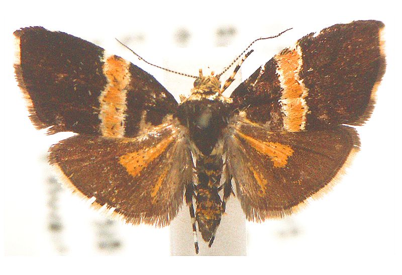 Choreutis basalis