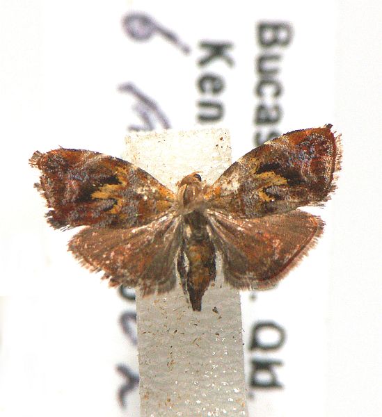 Choreutis emplecta