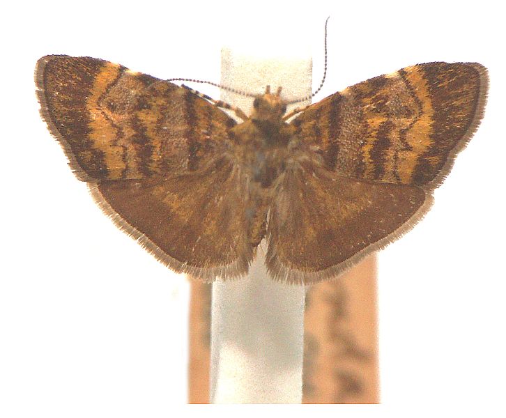 Choreutis limonias